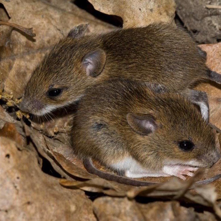 Уничтожения мышей в частном доме в Евпатории?